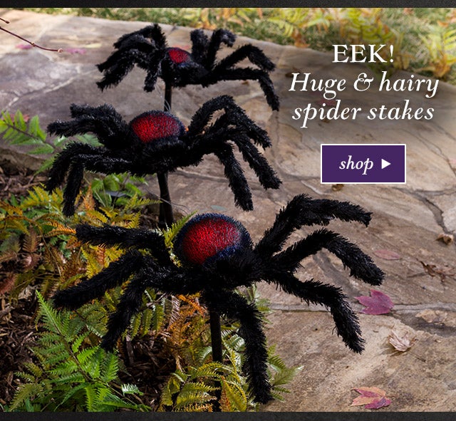 EEK! Huge andhairy spider stakes
