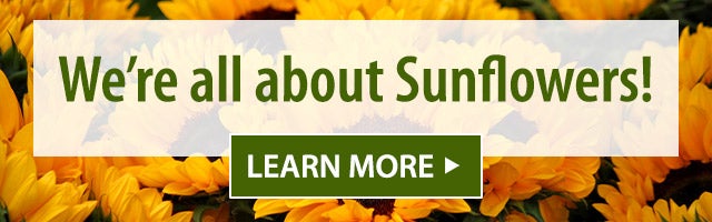 Weâre all about Sunflowers! Learn more>