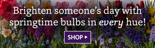 Brighten someone's day with springtime bulbs in every hue. Shop > 