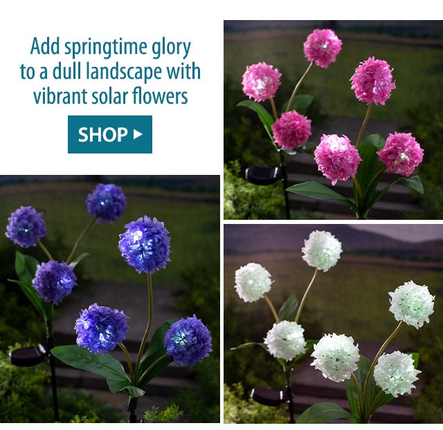 Add springtime glory to a dull landscape with vibrant solar flowers