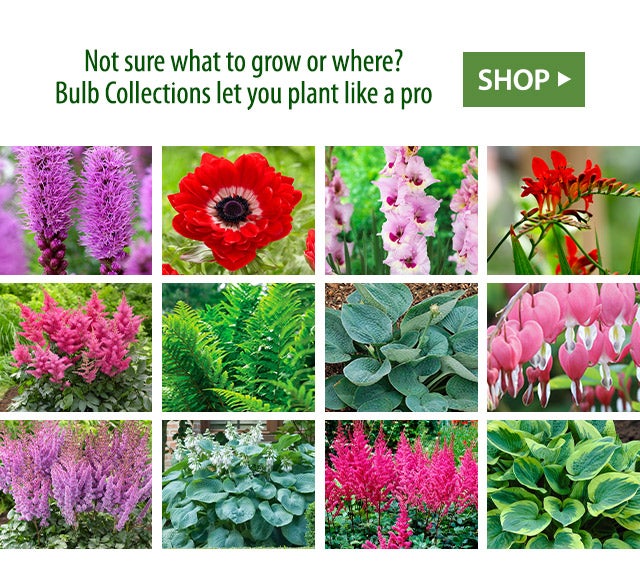 Not sure what to grow or where? Bulb Collections let you plant like a pro SHOP>