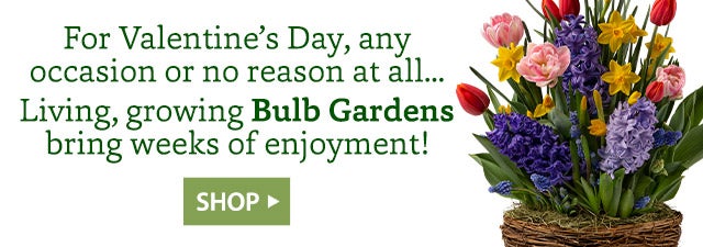 For Valentine’s Day, any occasion or no reason at all… Living, growing Bulb Gardens bring weeks of enjoyment!