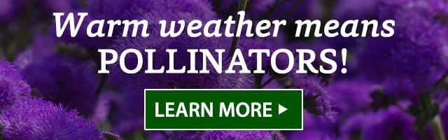 Warm weather means POLLINATORS! LEARN MORE>