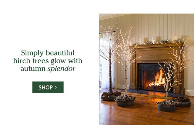 Simply beautiful birch trees glow with autumn splendor SHOP>