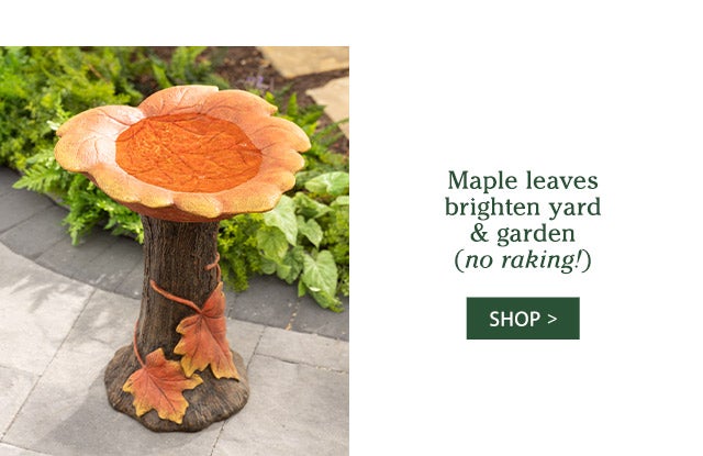 Maple leaves brighten yard & garden (no raking!) SHOP>