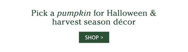 Pick a pumpkin for Halloween & harvest season décor SHOP>