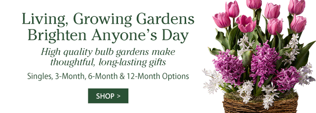 Living, Growing Gardens Brighten Anyone’s Day High quality bulb gardens make thoughtful, long-lasting gifts Singles, 3-Month, 6-Month & 12-Month Options SHOP>