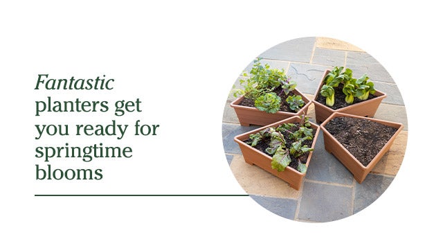 Fantastic planters get you ready for springtime blooms 