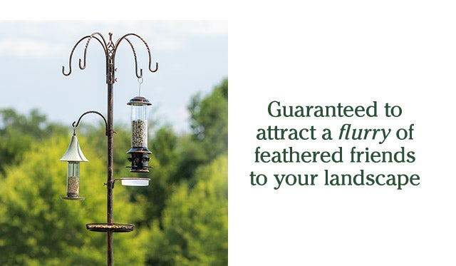 Guaranteed to attract a flurry of feathered friends to your landscape