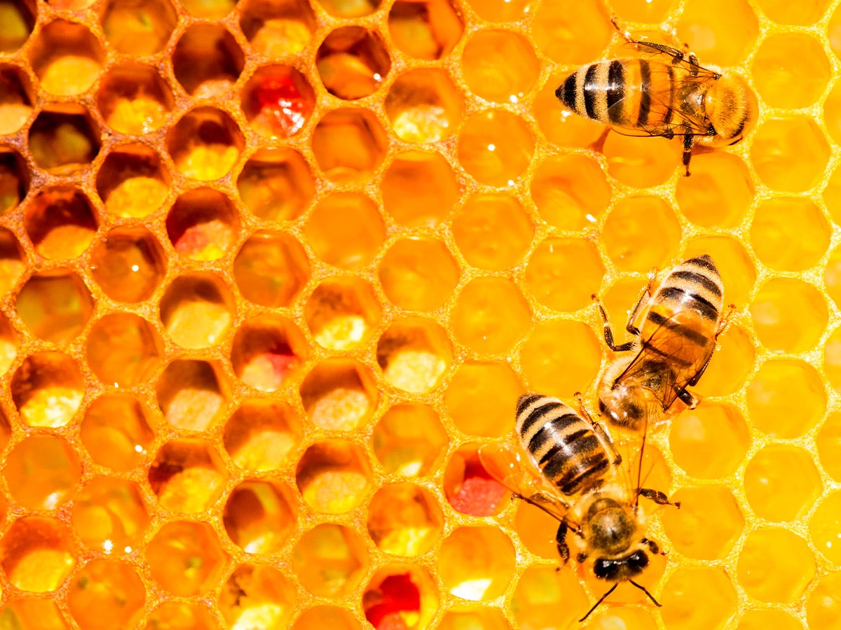 bees on honeycomb