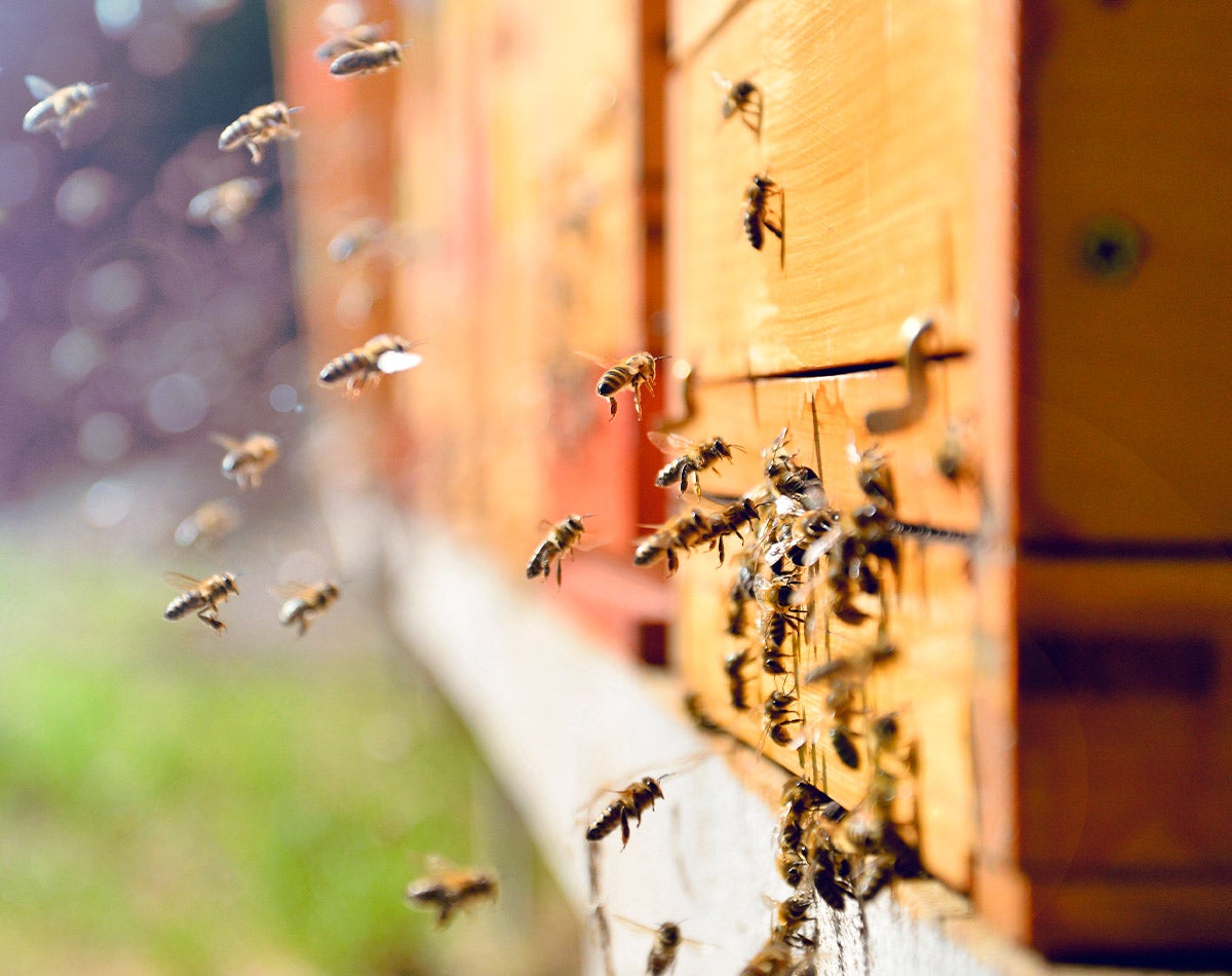 bees coming out of bee house