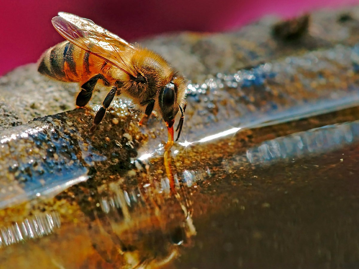 bee drinking from water basin