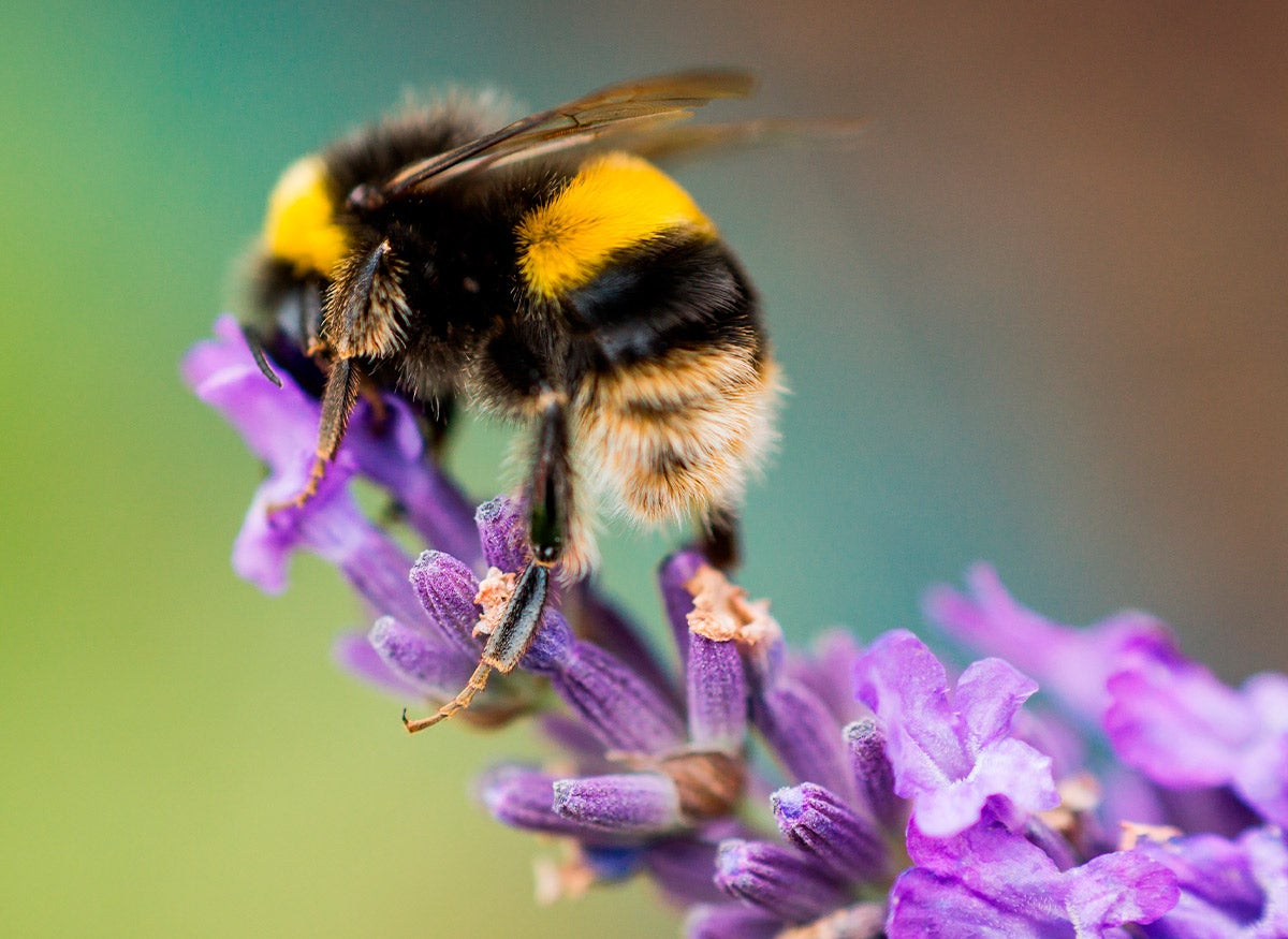 bee on lavender flower