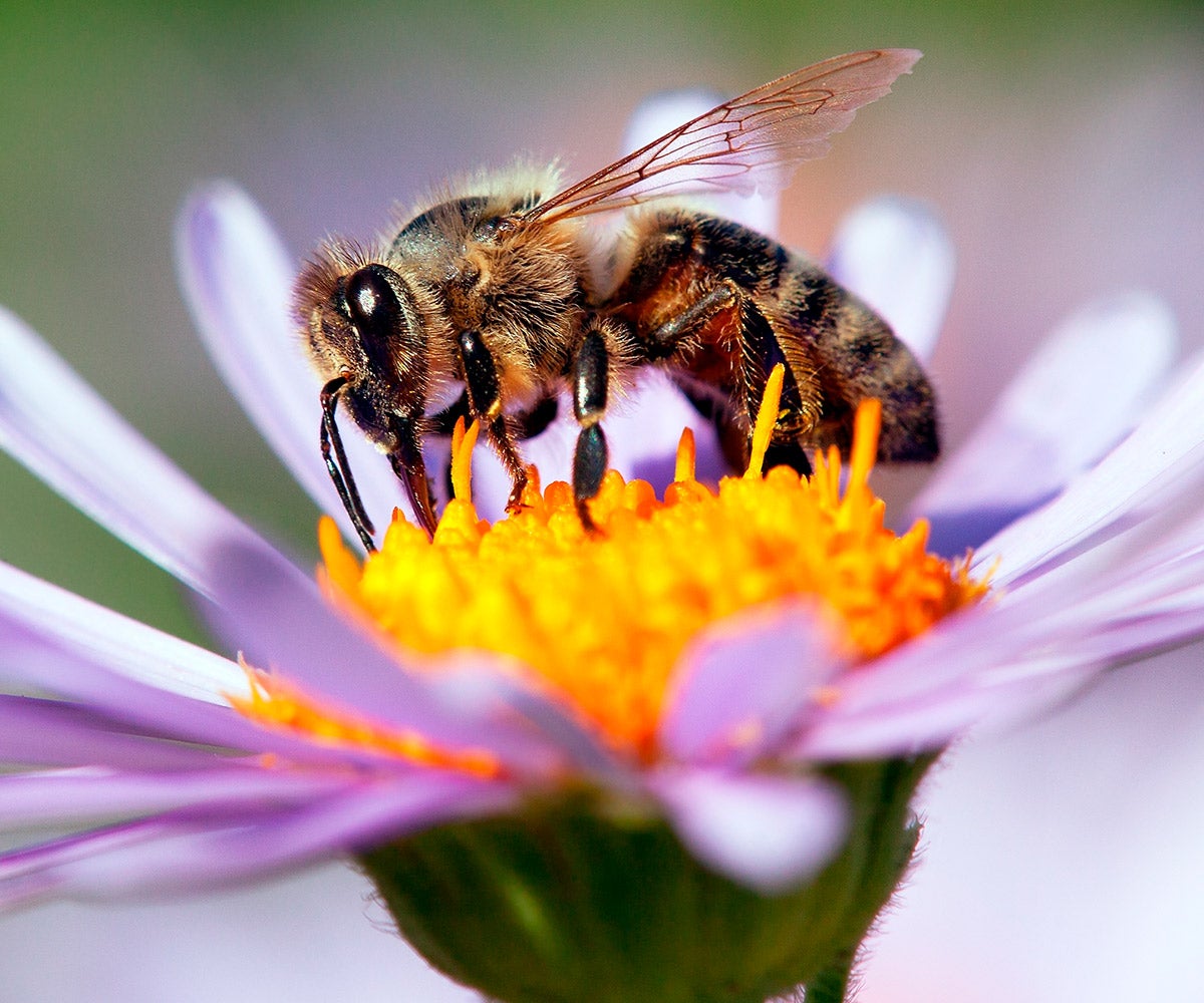 bee pollinating flower