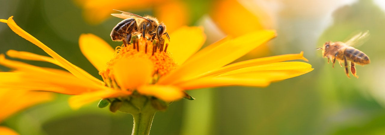 bees on flowers