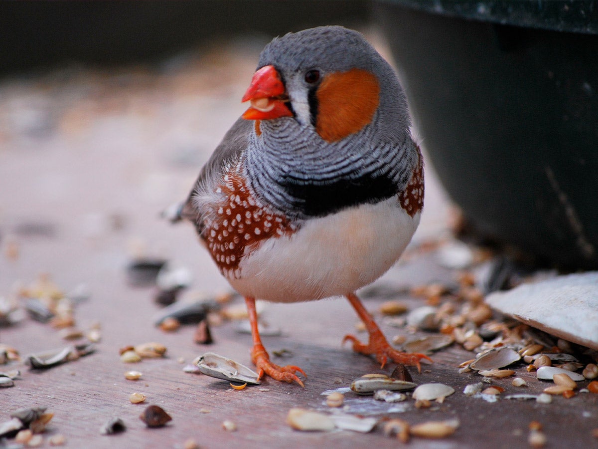 bird eating seeds