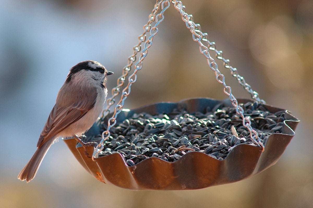 bird eating seeds from feeder
