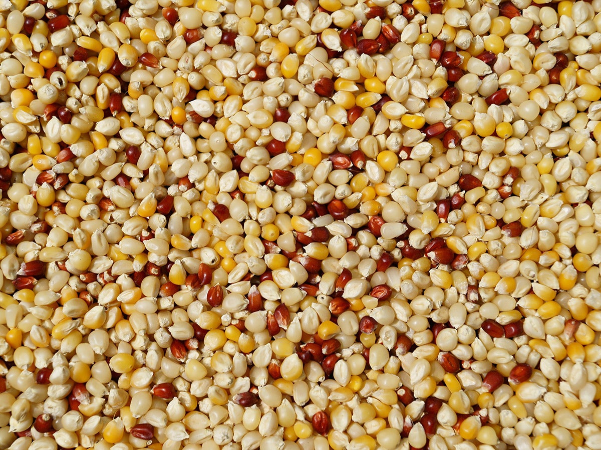 golden millet