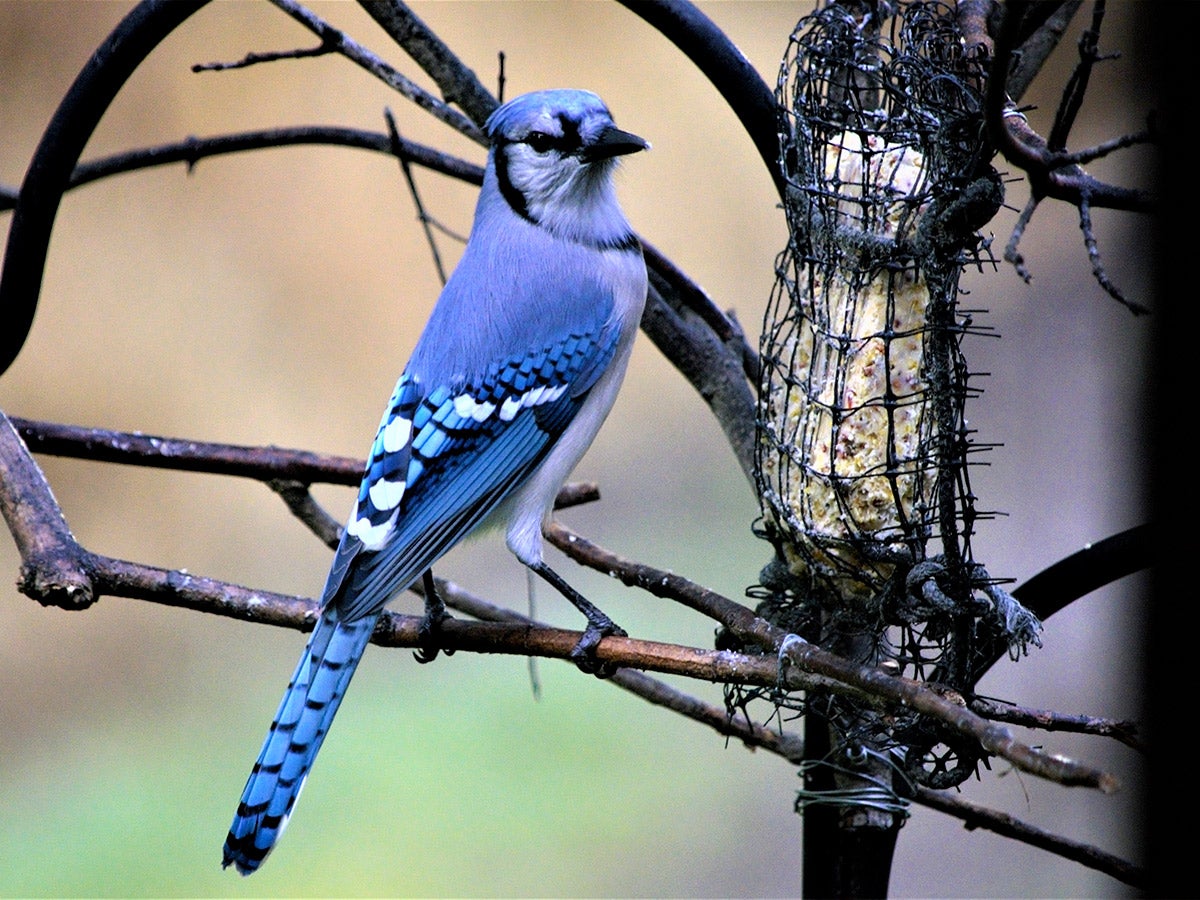 bird eating suet