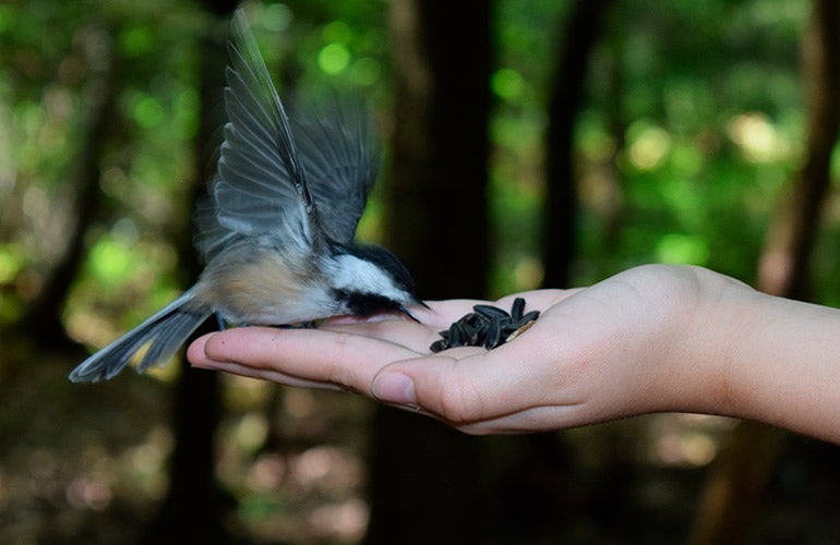 bird eating seeds from hand