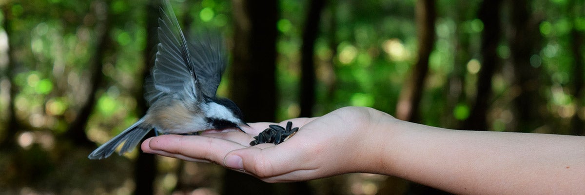 hand feeding a bird