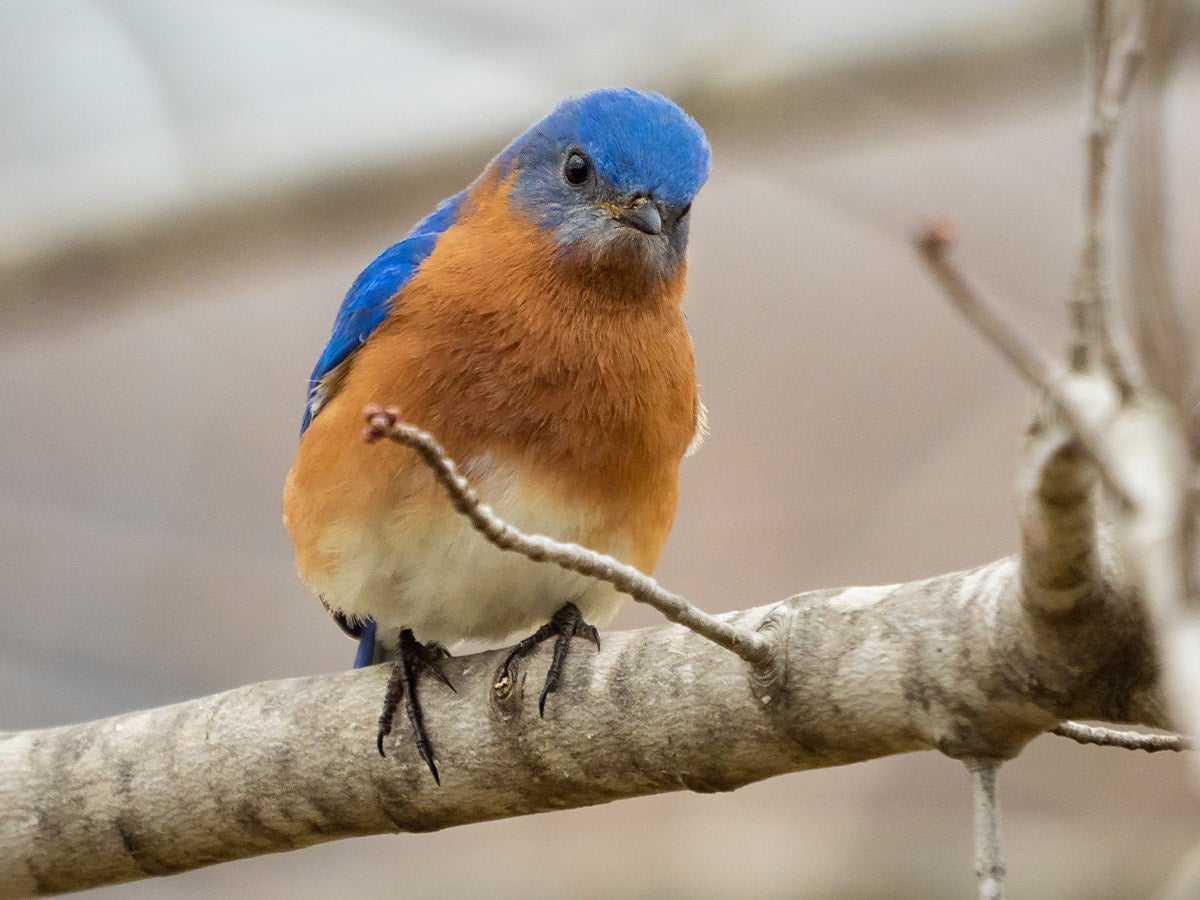 Eastern Bluebird  Audubon Field Guide