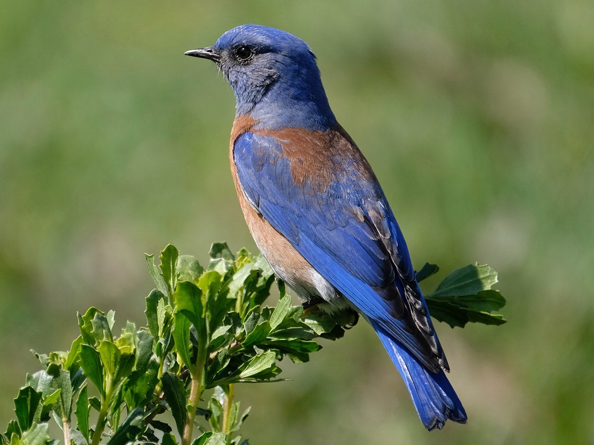 Western Bluebird