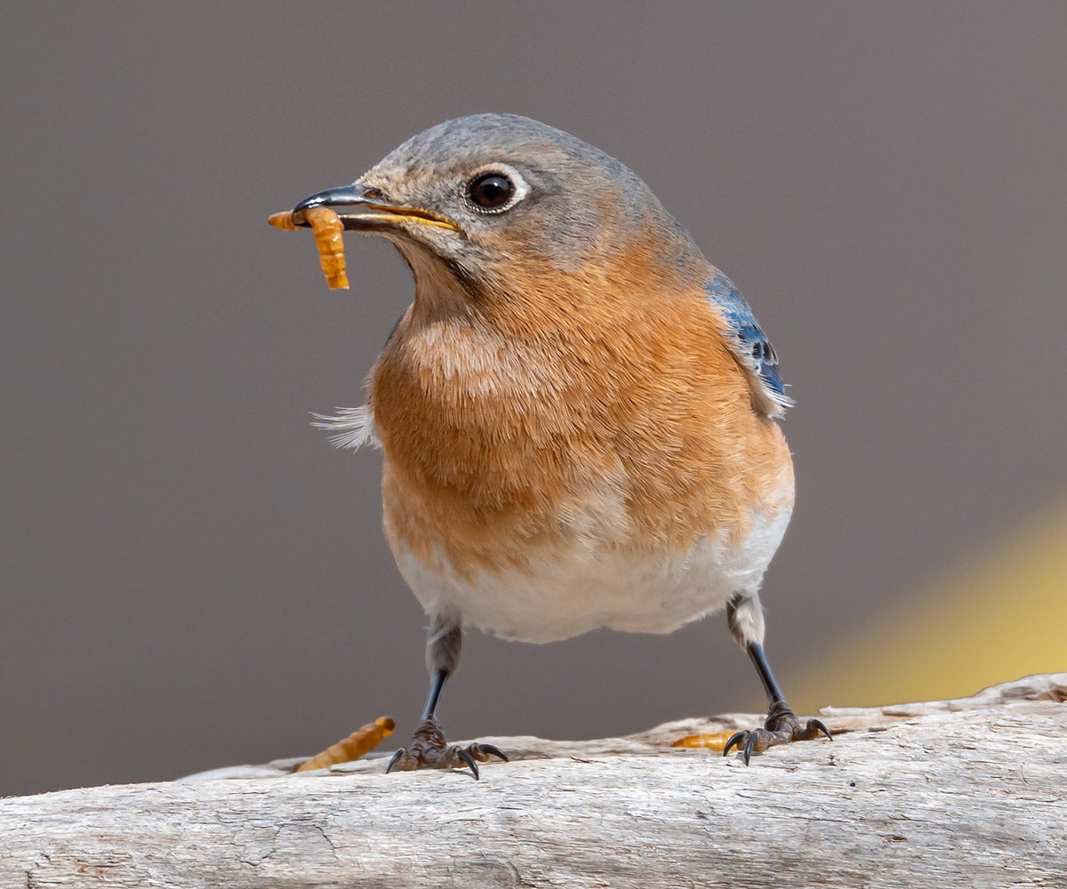 Blue Birds - Are They True? - Bird Buddy Blog