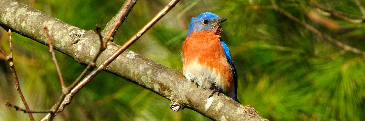 Nature's Ways: One of Everyone's Favorites — the Eastern Bluebird