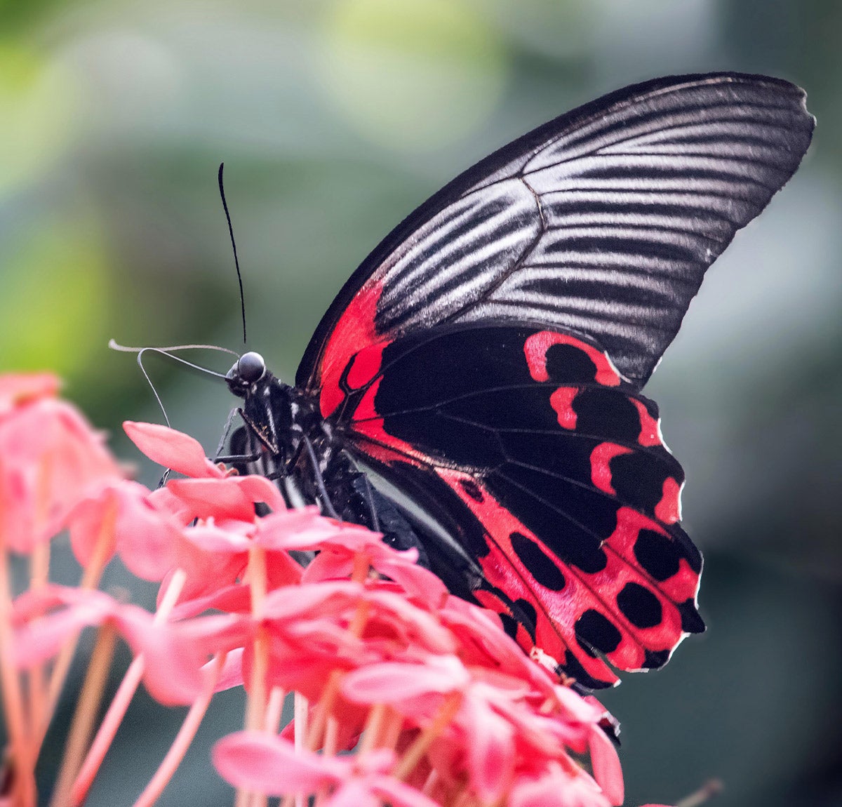 butterfly on flower