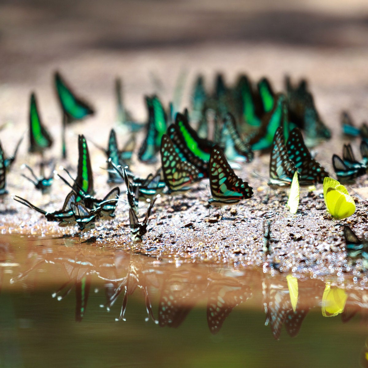 butterflies sitting in puddle