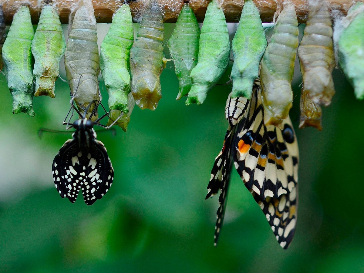 butterflies hatching from cocoons