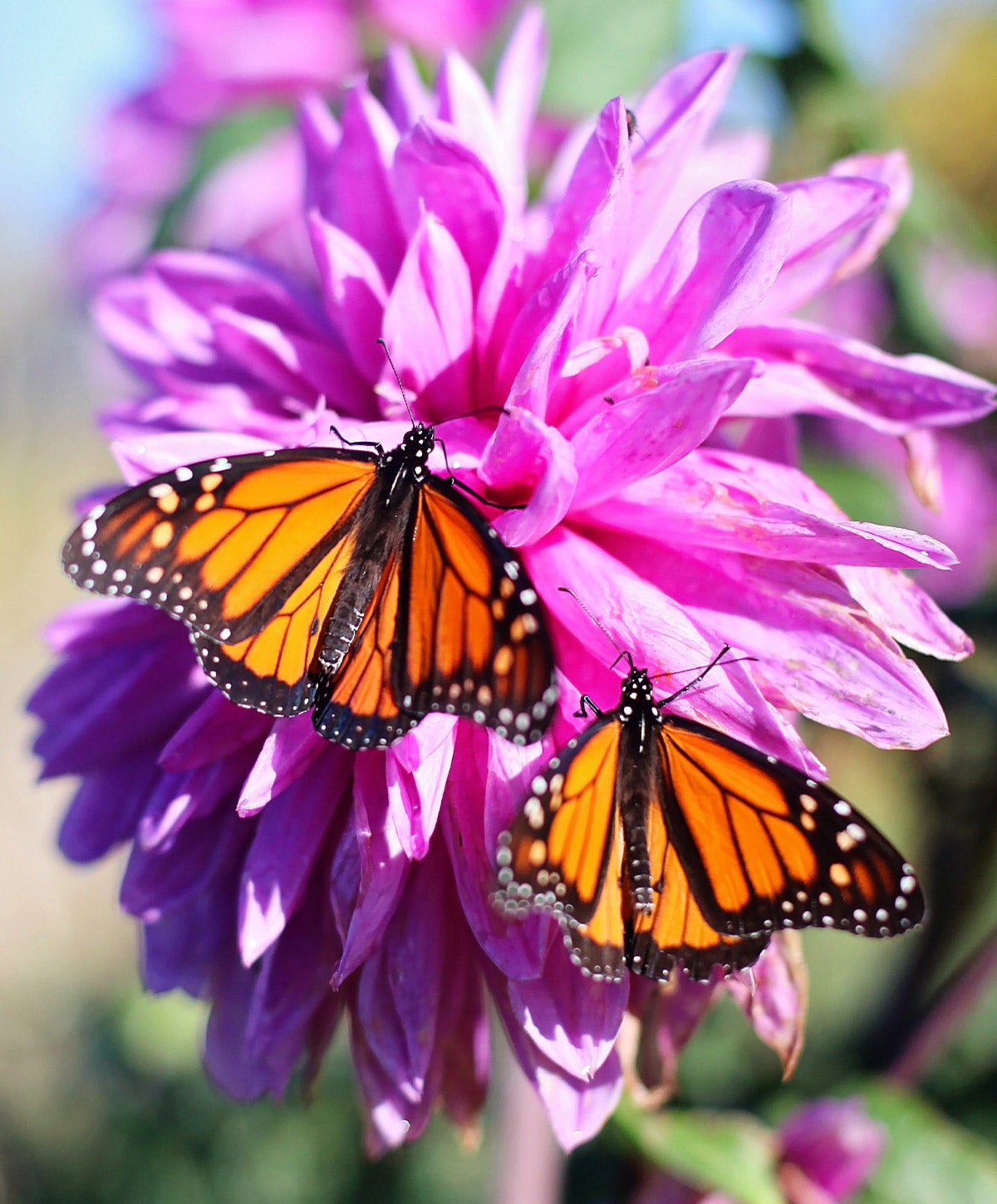 butterflies on flower