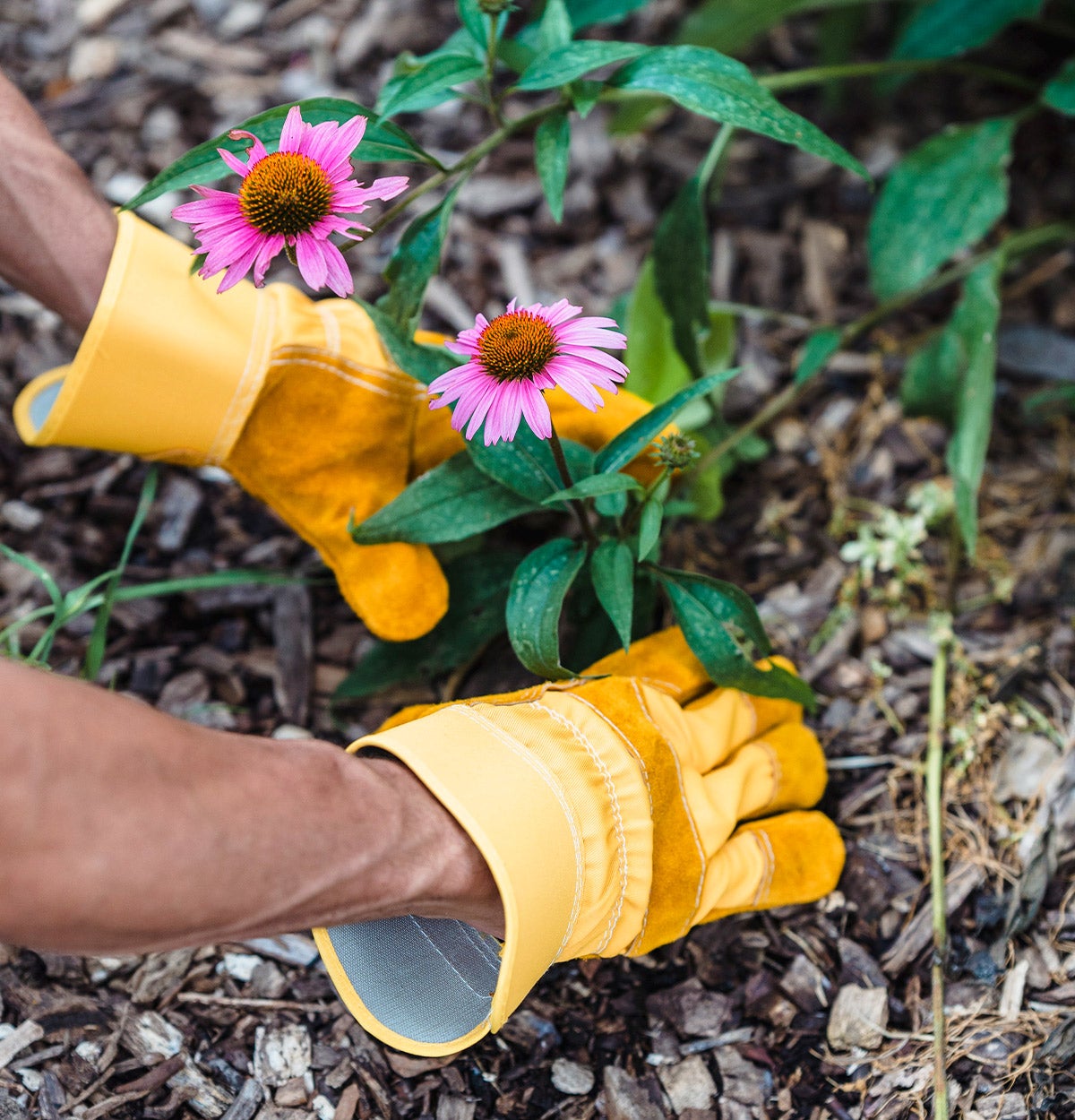 person planting flowers