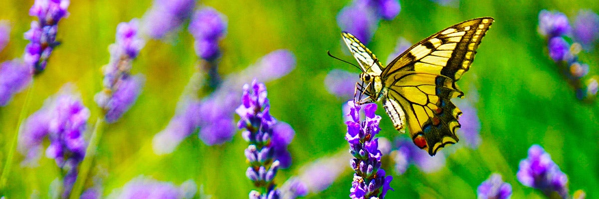 butterfly on purple flowers