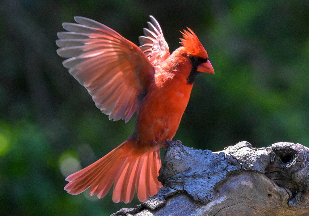 cardinal in flight