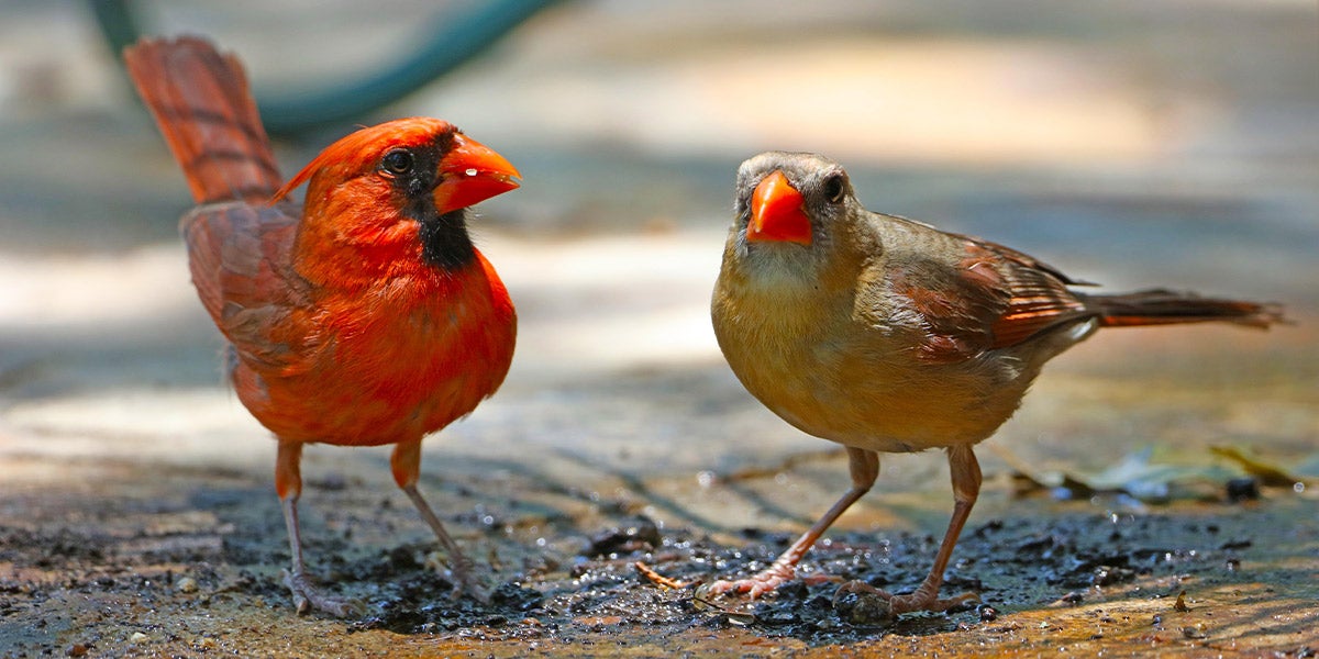 male and feamle cardinals