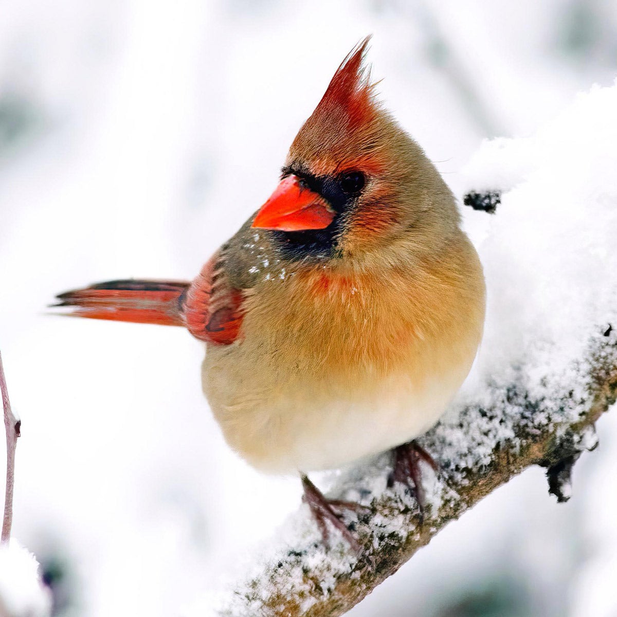 female cardinal in snow