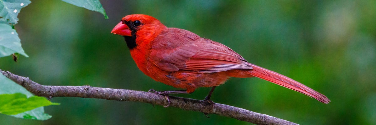 cardinal on branch