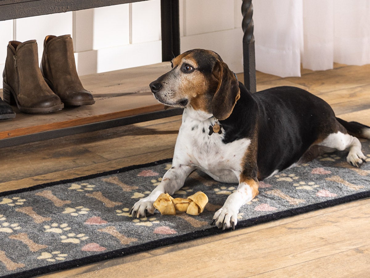 Tips for Dog Friendly Rooms, Blog