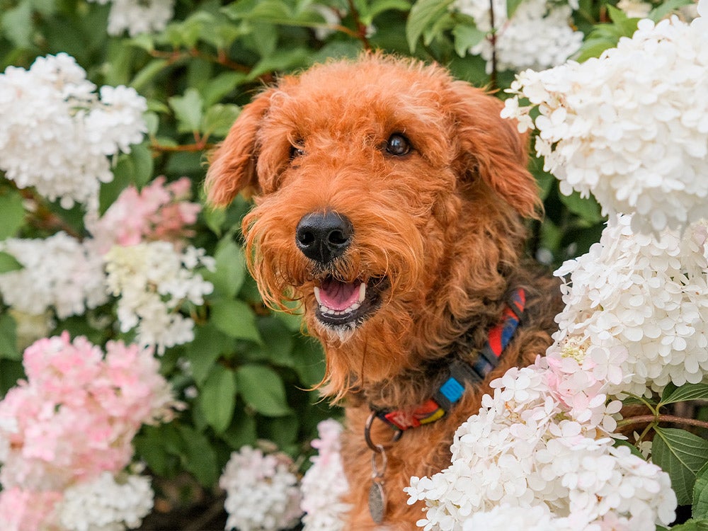 dog in hydrangea bush