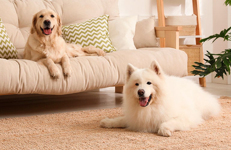 dogs in living room