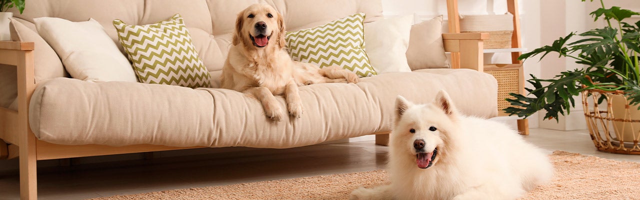 dogs in living room