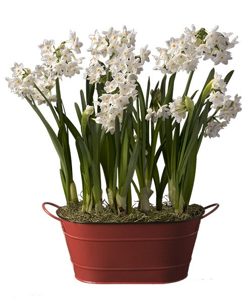 Paperwhites Dutch Flower Bulb Holiday Gift Garden