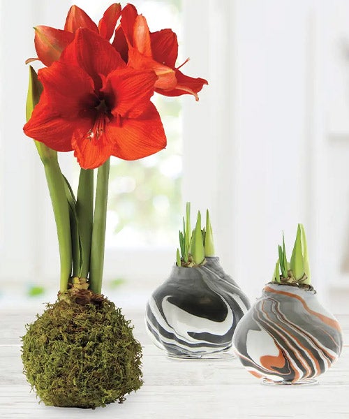 Jumbo Marble Waxed Self-Contained Amaryllis Flower Bulb Gift - Moss Covered