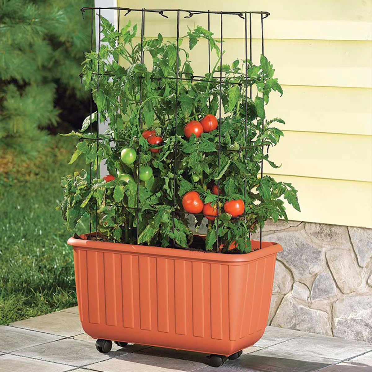 Rolling Self-Watering Tomato Planter and Rust-Resistant Tower