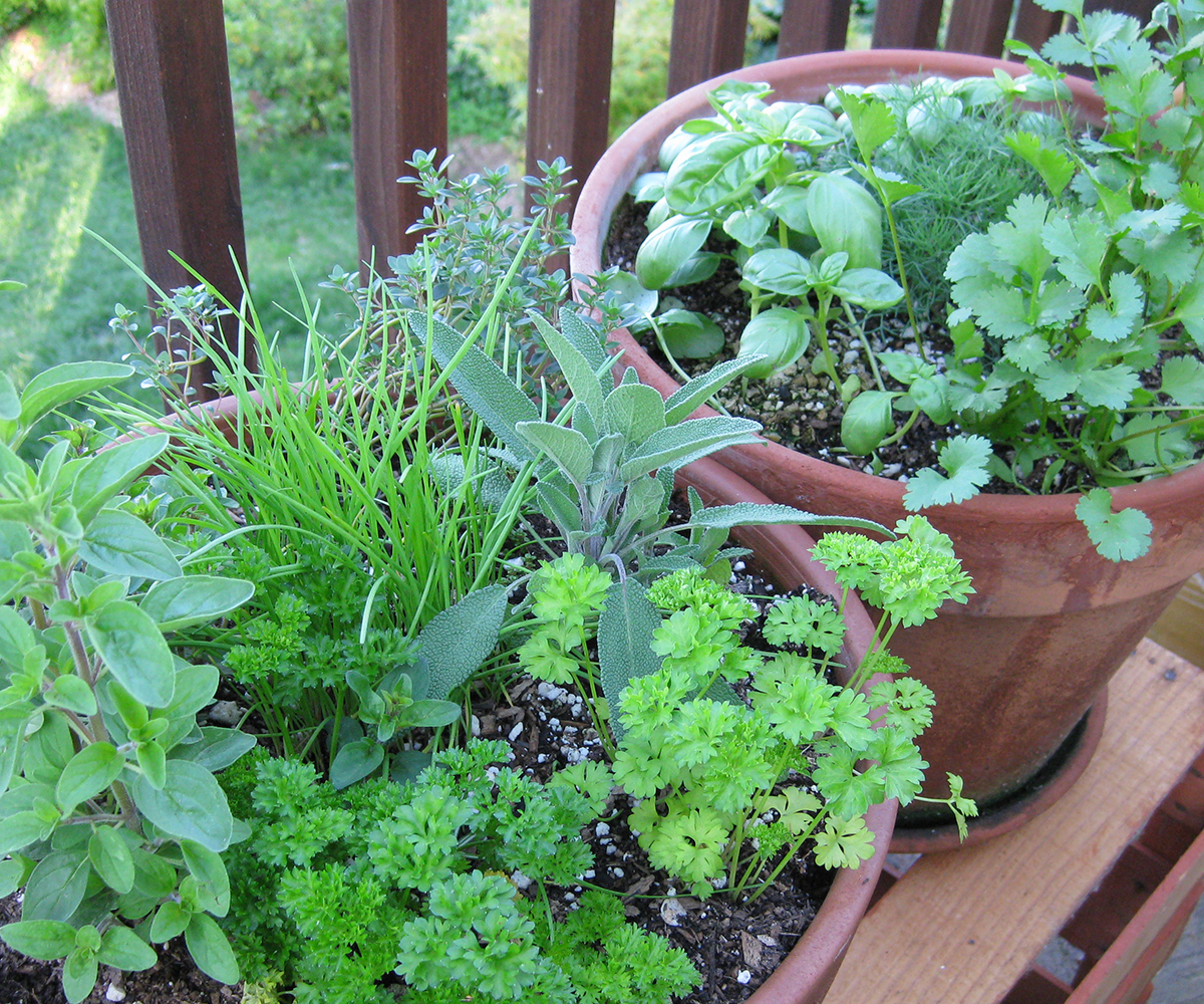 herbs growing in garden pots