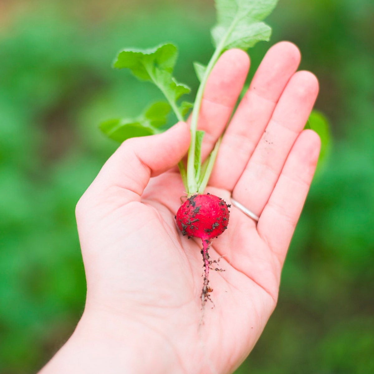 hands in soil