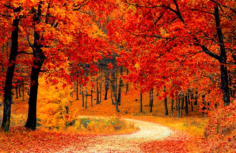 fall trees