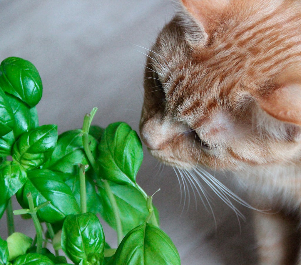 cat sniffing basil plant